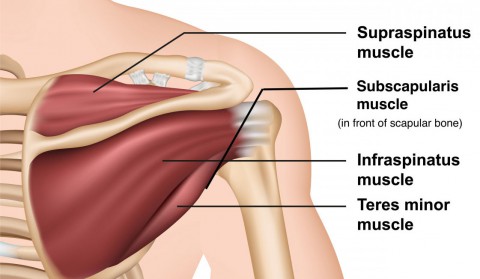 Do You Have Shoulder Pain? Could Be The Rotator Cuff!